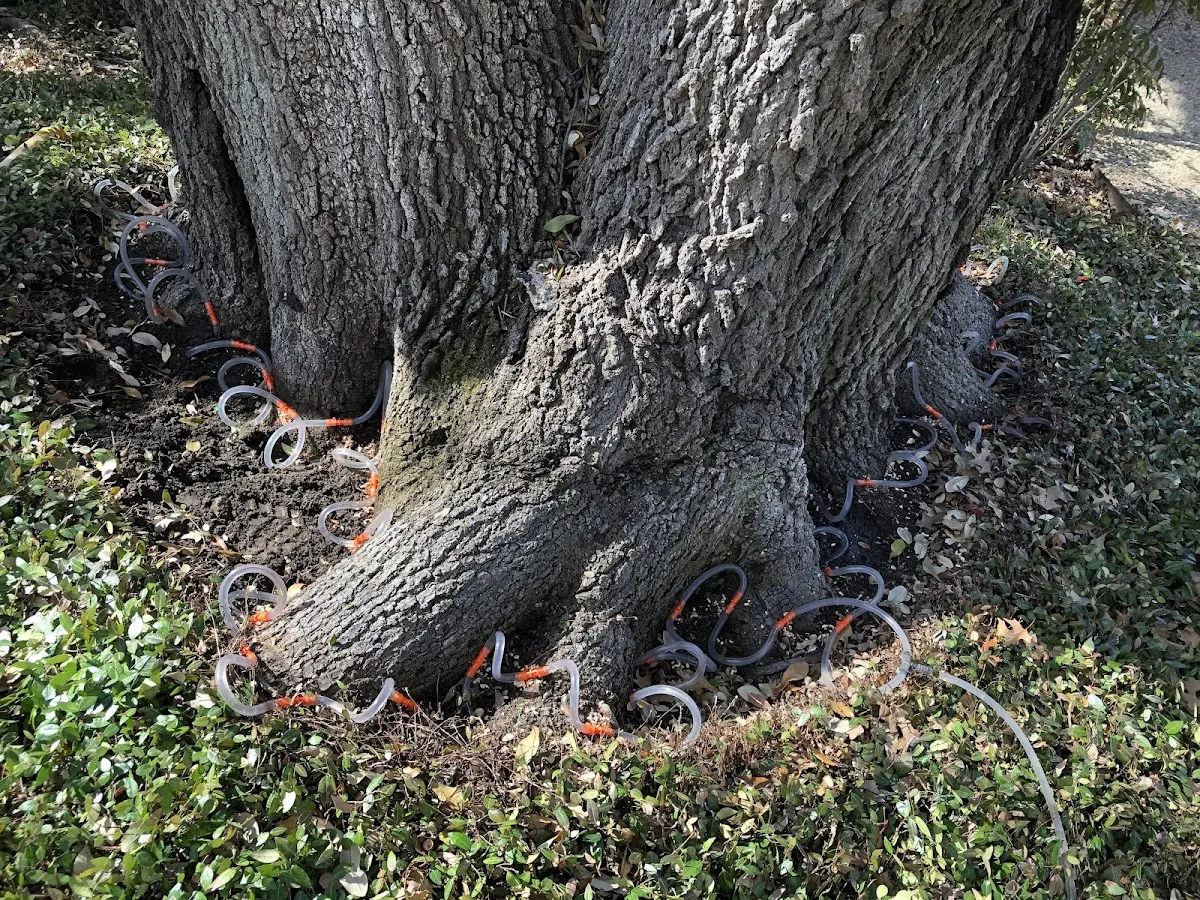 Detailed Tree Cabling and Bracing job site in Overpeck