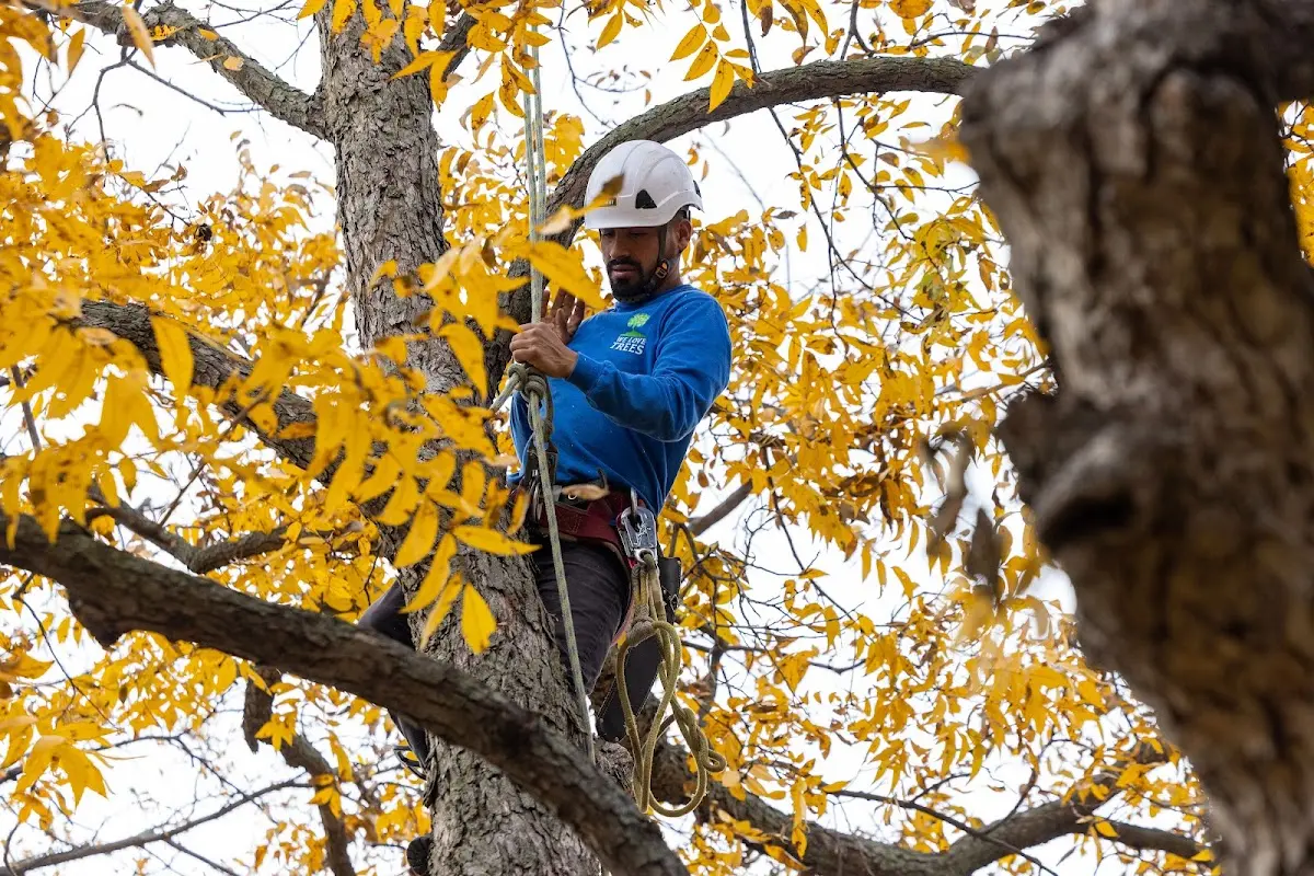 Skilled Tree Transplanting crew working in Overpeck